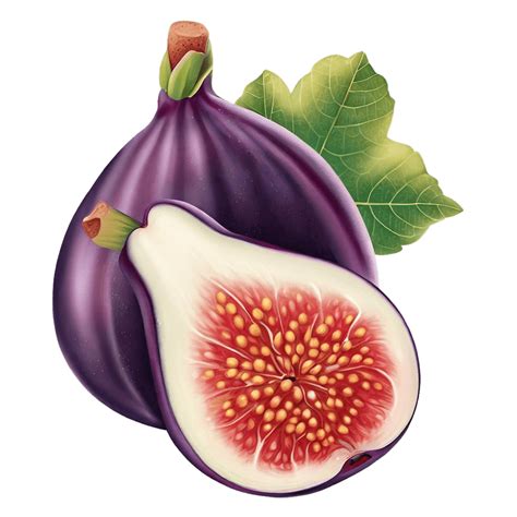Fig clipart Vectors & Illustrations for Free Download .
